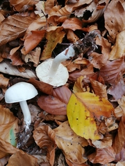 Tricholoma album
