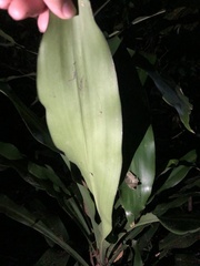 Alpinia sessiliflora