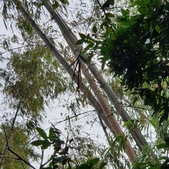 Bambusa dolichoclada