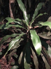 Alpinia sessiliflora