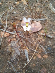 Stylidium calcaratum
