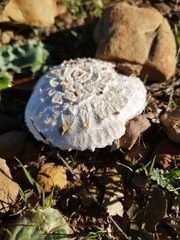 Agaricus