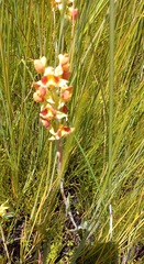 Pterygodium acutifolium