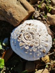 Agaricus