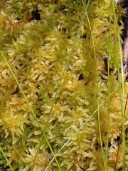 Sphagnum perichaetiale