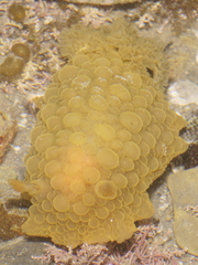 Doris wellingtonensis