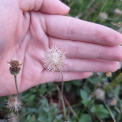 Tridax procumbens