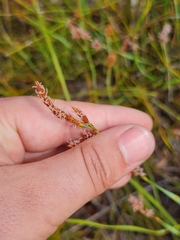 Eurychorda complanata
