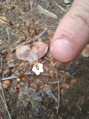 Stylidium calcaratum