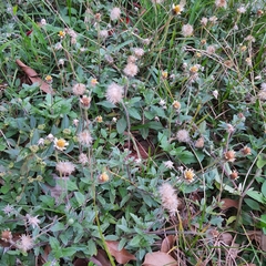 Tridax procumbens