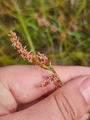 Eurychorda complanata