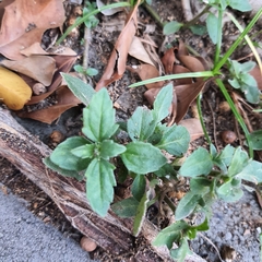 Tridax procumbens