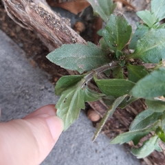 Tridax procumbens