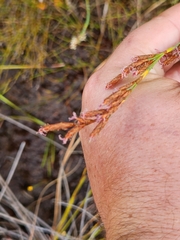 Eurychorda complanata