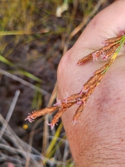 Eurychorda complanata