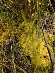 Sphagnum perichaetiale
