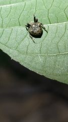 Eriovixia excelsa