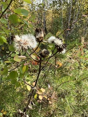 Crepis sibirica
