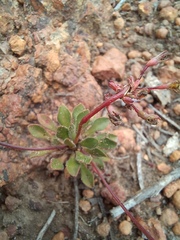 Stylidium acuminatum
