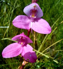 Disa racemosa