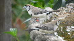Stizoptera bichenovii bichenovii