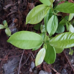 Magnoliopsida