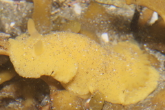 Doriopsis granulosa