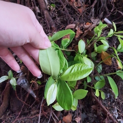 Magnoliopsida
