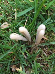 Clavaria tenuipes