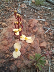 Stylidium acuminatum