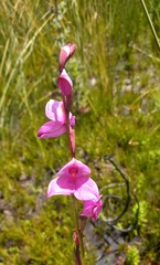 Disa racemosa