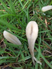 Clavaria tenuipes