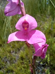 Disa racemosa