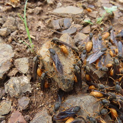 Carebara