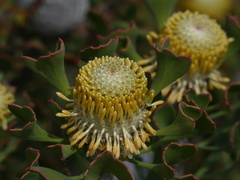 Isopogon trilobus
