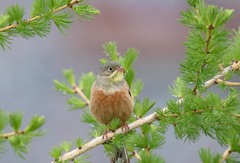Emberiza hortulana