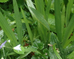 Crocosmia × crocosmiiflora