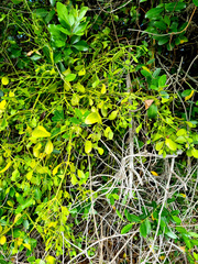 Viscum rotundifolium