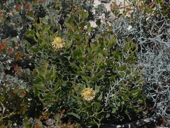 Isopogon trilobus