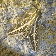Hyles livornica