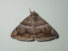 Buzara onelia