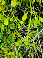 Viscum rotundifolium