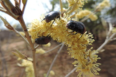 Clinteroides permutans