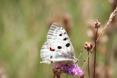 Parnassius apollo