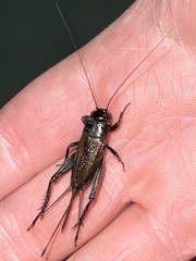 Teleogryllus commodus