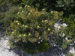 Isopogon trilobus