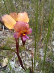 Diuris longifolia