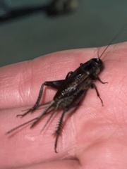Teleogryllus commodus