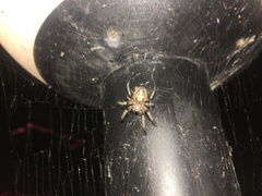 Larinioides cornutus