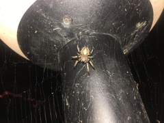 Larinioides cornutus